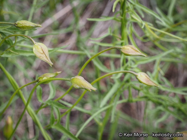 Image of island false bindweed