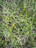 Image of island false bindweed