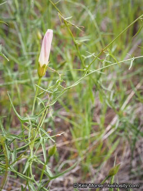 Image of island false bindweed