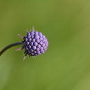 Image of Devil’s Bit Scabious