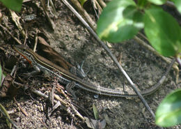 Image of <i>Aspidoscelis hyperythra</i>