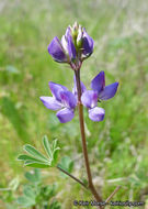 Image of hollowleaf annual lupine