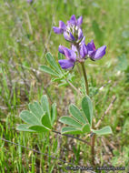 Image of hollowleaf annual lupine