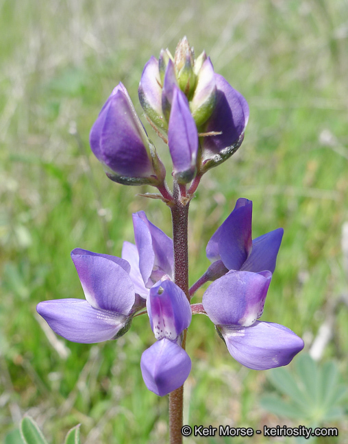 Image of hollowleaf annual lupine