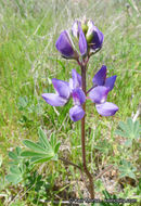 Image of hollowleaf annual lupine