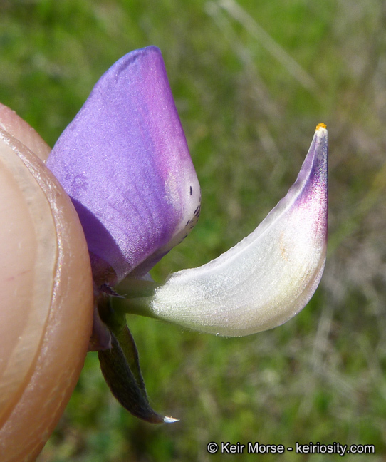 Image of hollowleaf annual lupine