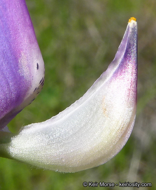 Image of hollowleaf annual lupine