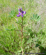 Image of hollowleaf annual lupine