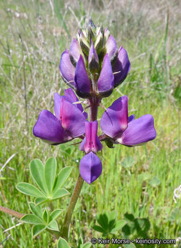 Image of hollowleaf annual lupine