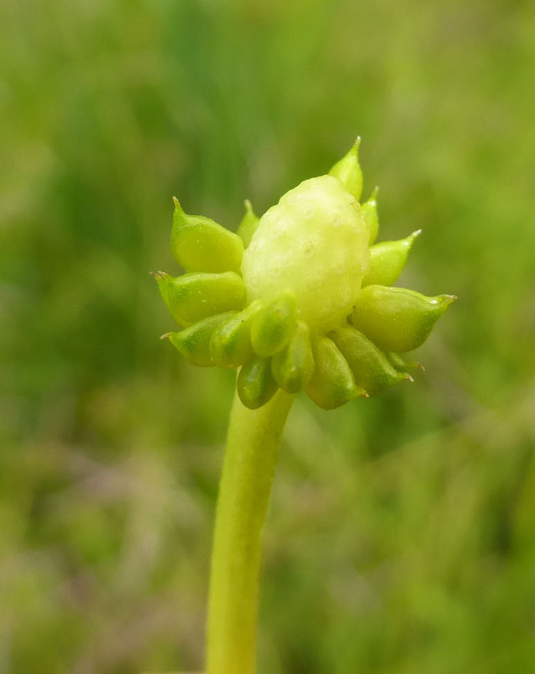 Image of <i>Ranunculus <i>alismifolius</i></i> var. alismifolius