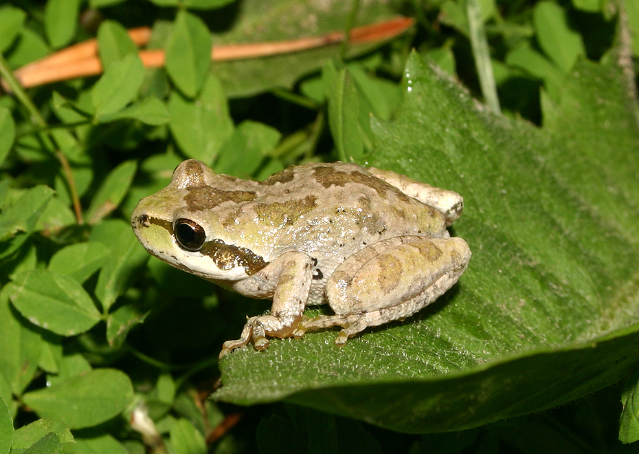 Image of Northern Pacific Treefrog