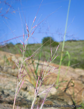 Plancia ëd Muhlenbergia microsperma (DC.) Kunth