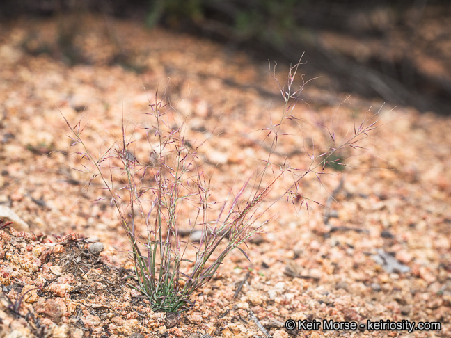 Plancia ëd Muhlenbergia microsperma (DC.) Kunth