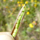Lathyrus angulatus L.的圖片