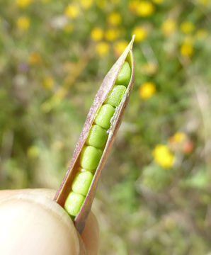 Lathyrus angulatus L.的圖片