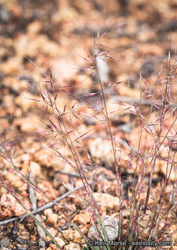 Image of littleseed muhly