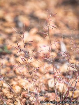 Image of littleseed muhly