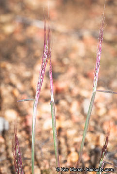 Image of littleseed muhly