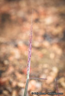 Plancia ëd Muhlenbergia microsperma (DC.) Kunth