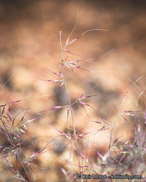 Image of littleseed muhly