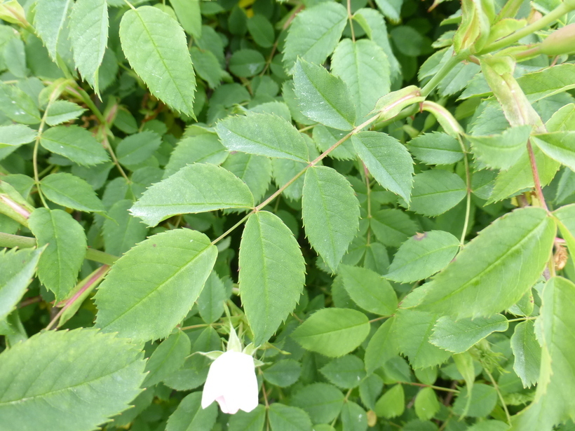 Image de Rosa multiflora Thunb.