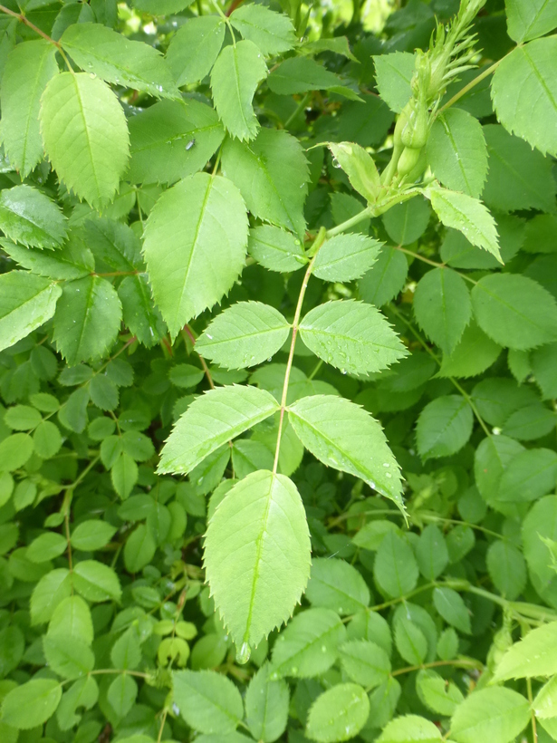 Image de Rosa multiflora Thunb.