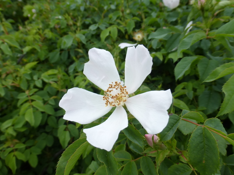 Image de Rosa multiflora Thunb.