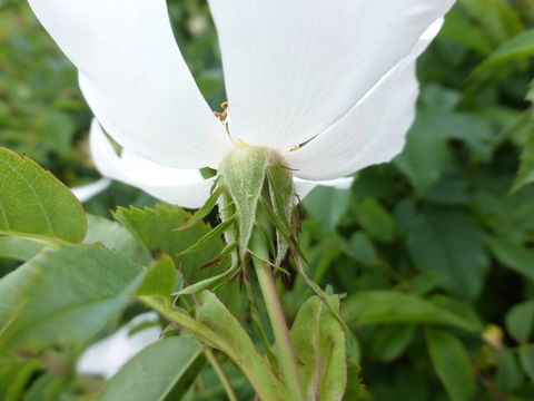 Image de Rosa multiflora Thunb.