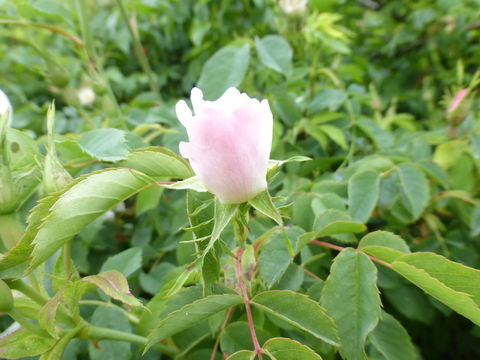 Image of Baby Rose