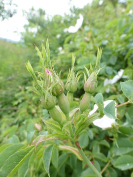 Image de Rosa multiflora Thunb.