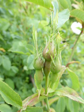 Image de Rosa multiflora Thunb.