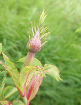 Image of Baby Rose