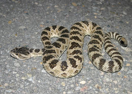 Image of Northern Pacific Rattlesnake