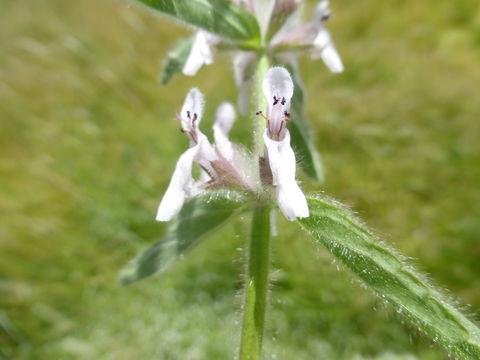 Слика од Stachys ajugoides Benth.