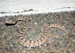 Image of Sidewinder Rattlesnake