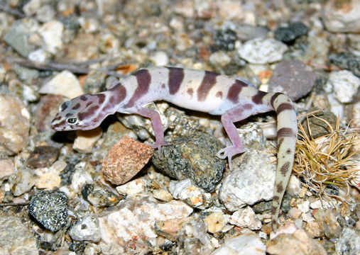 Image of Western Banded Gecko