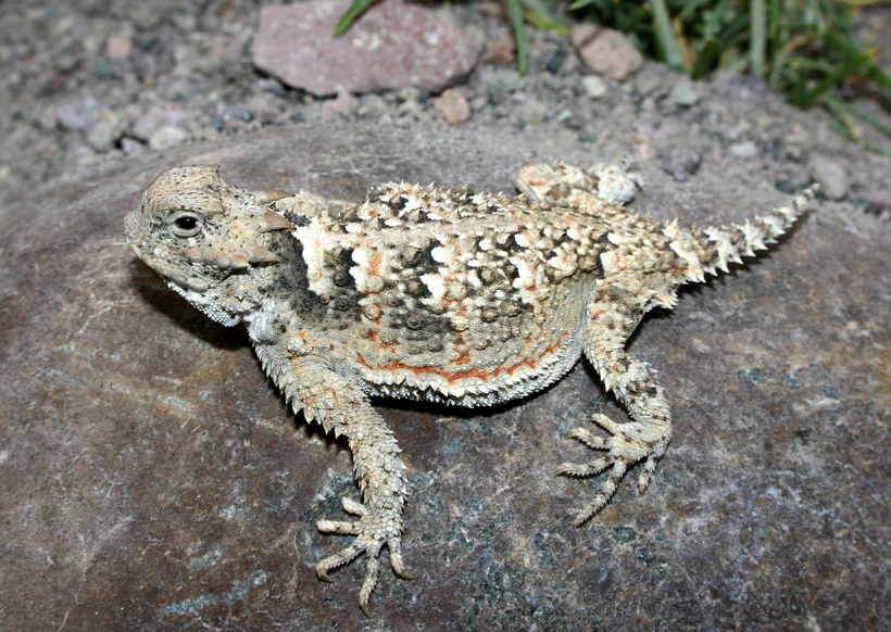 Image of Desert Horned Lizard