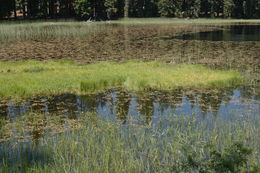 Image of white beak-sedge