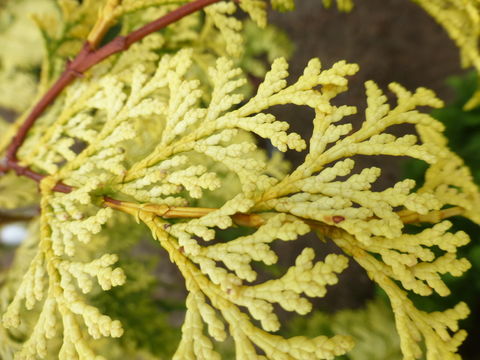 Image of Hinoki Cypress