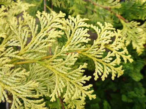 Image of Hinoki Cypress