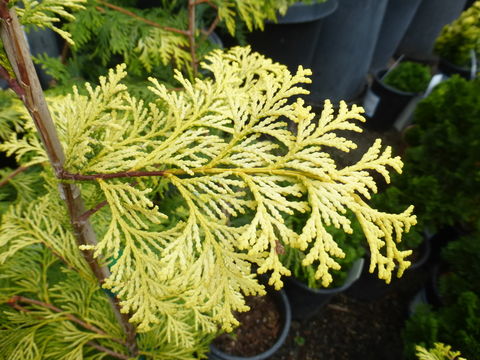 Image of Hinoki Cypress