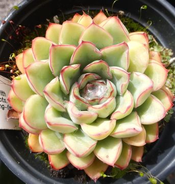 Image of Echeveria pulidonis Walther