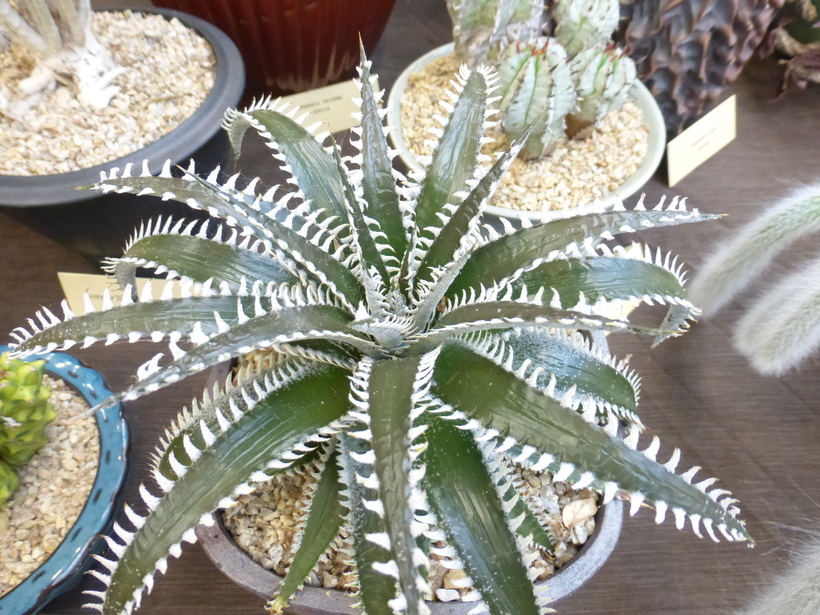 Plancia ëd Dyckia