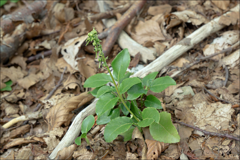 Image of sidebells wintergreen