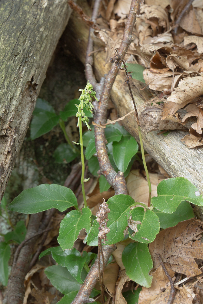 Image de pyrole unilatérale