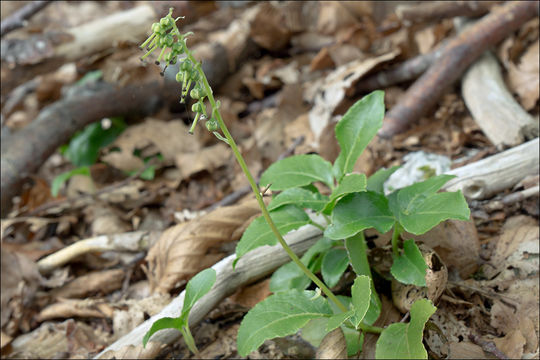 Image of sidebells wintergreen