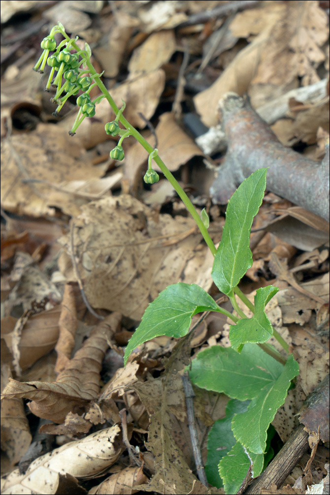 Image de pyrole unilatérale