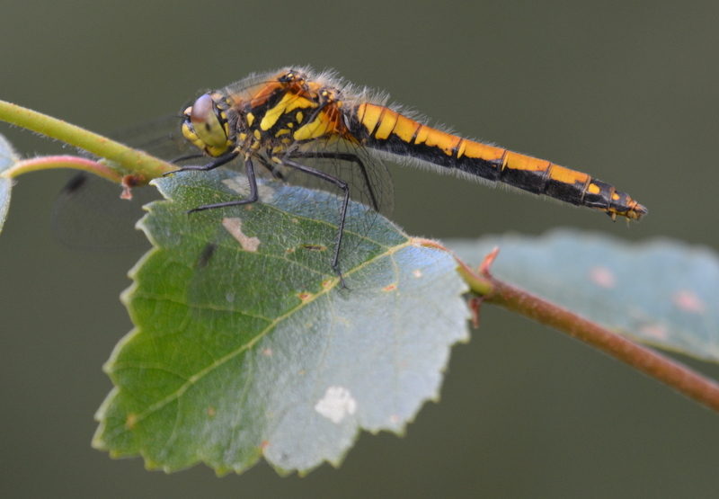 Image of black darter