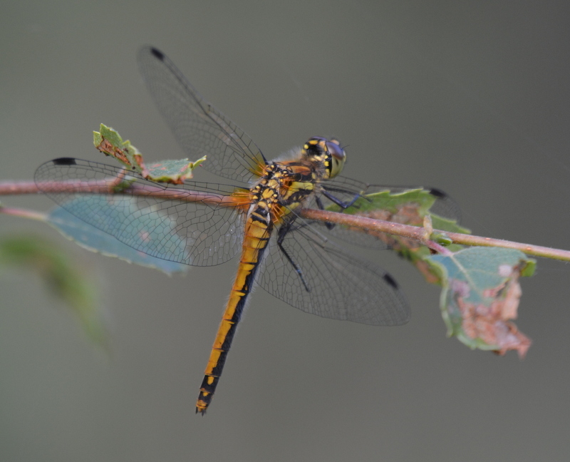 Image of black darter