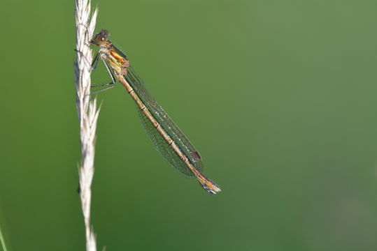 Image of Common Bluetail